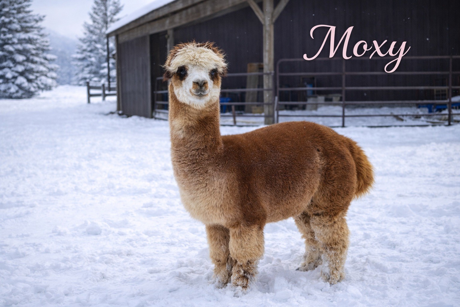 Moxy - Bred Female at Count Your Blessings Farm